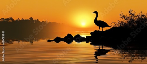 Lonely morning duck silhouette Copy space image Place for adding text or design © Ilgun