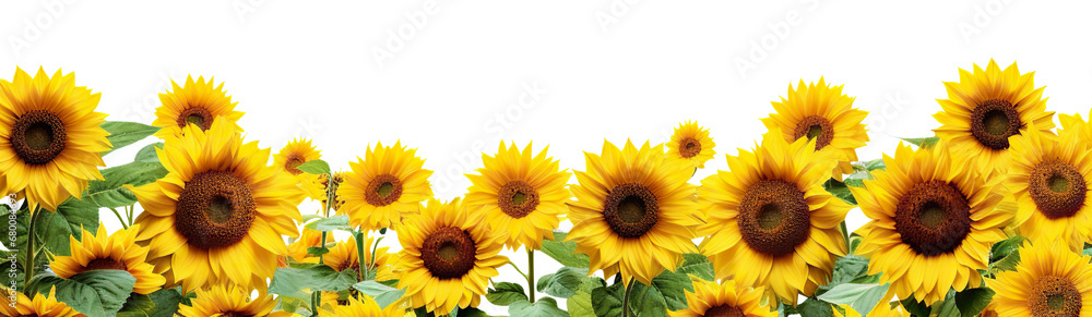 Fototapeta premium Picturesque sunflower field, cut out