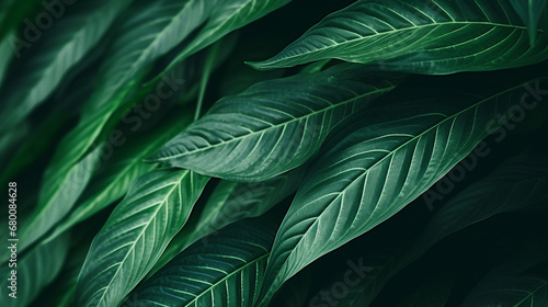 Tropical Leaves Green Abstract Nature Foliage