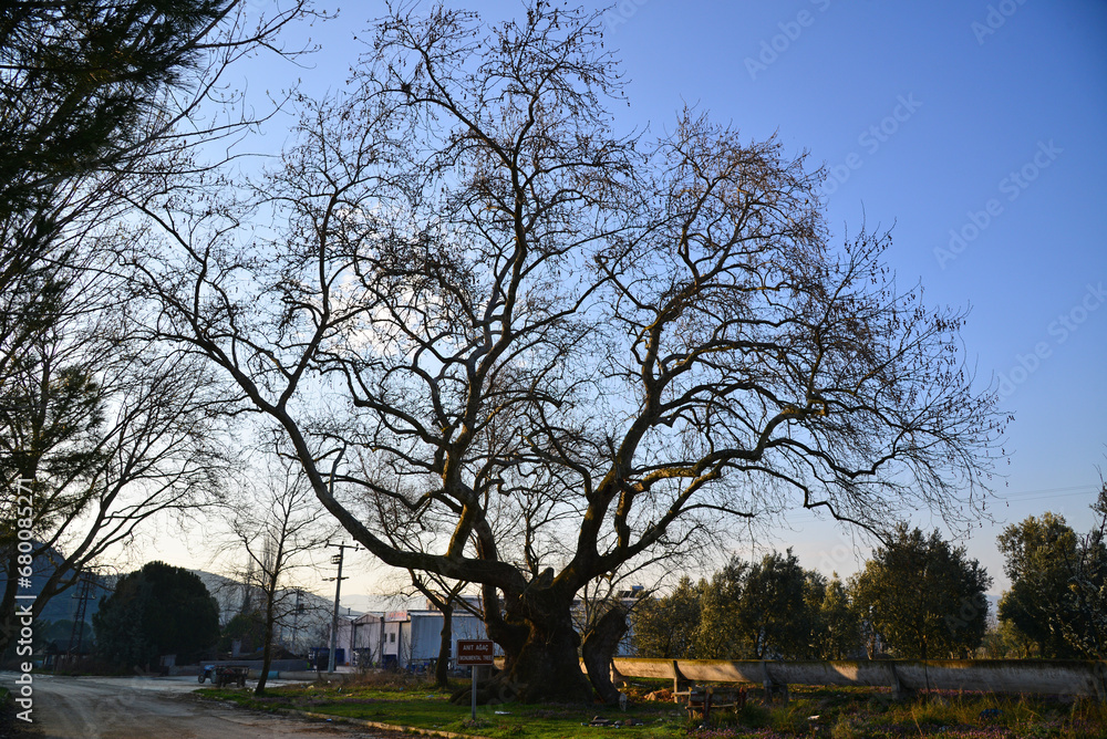 Monument Tree in Iznik, Bursa, Turkey. Monument Tree in Iznik, Bursa, Turkey.