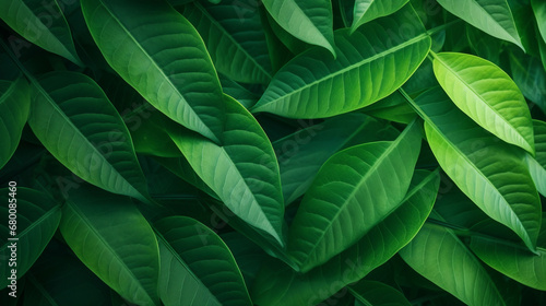 Tropical Leaves Green Abstract Nature Foliage