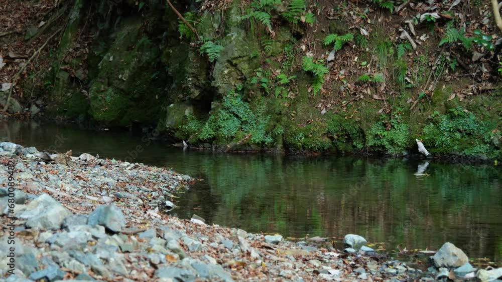 Mountain river flowing inside mysterious forest Mountain river flowing inside mysterious forest