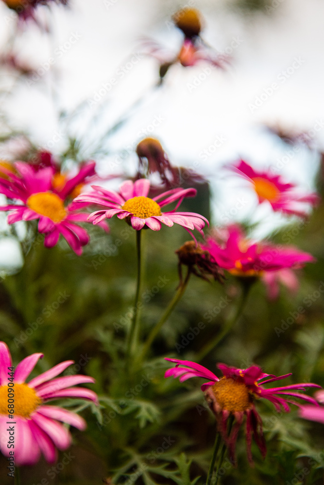 flowers in the garden flowers in the garden