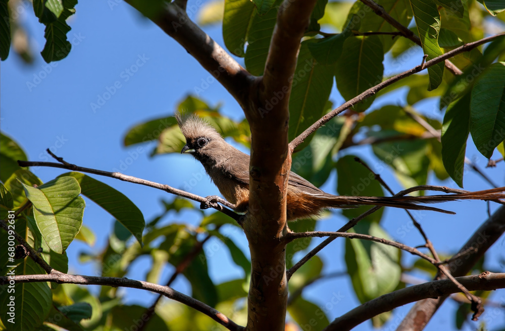 Speckled Mousebird in the natural environment Speckled Mousebird in the natural environment