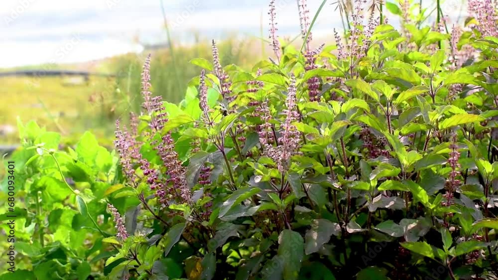 Holy basil, Sacred basil, Ocimum sanctum L ,Green leaves and small flowers of Ocimum tenuiflorum Holy basil, Sacred basil, Ocimum sanctum L ,Green leaves and small flowers of Ocimum tenuiflorum