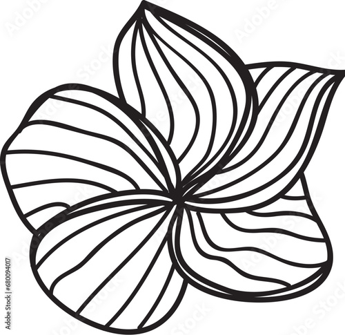 Plumeria doodle vector illustration. Tropical flower