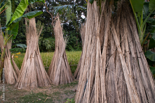 Many Jute sticks are stacked for sun drying at Sadarpur, Faridpur, Bangladesh. One and only Jute cultivation is in Faridpur, Bangladesh photo