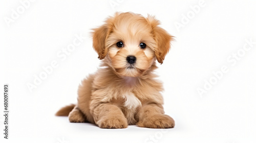 Baby dog puppy