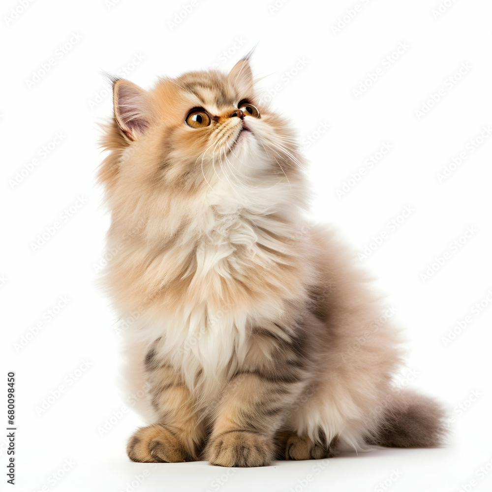 Persian cat sitting on white isolated background, generative ai
