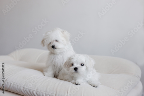 Cute small white puppies of the Maltez breed plays, rests and licks his lips on the bed.
