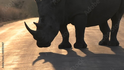 Epic silhouette of white rhino with horn standing on asphalt pavement road, shadow on ground at golden hour