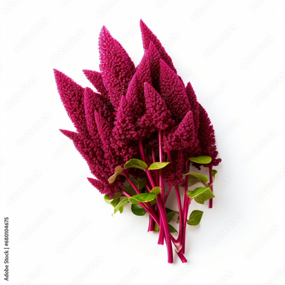 Front view of Amaranth