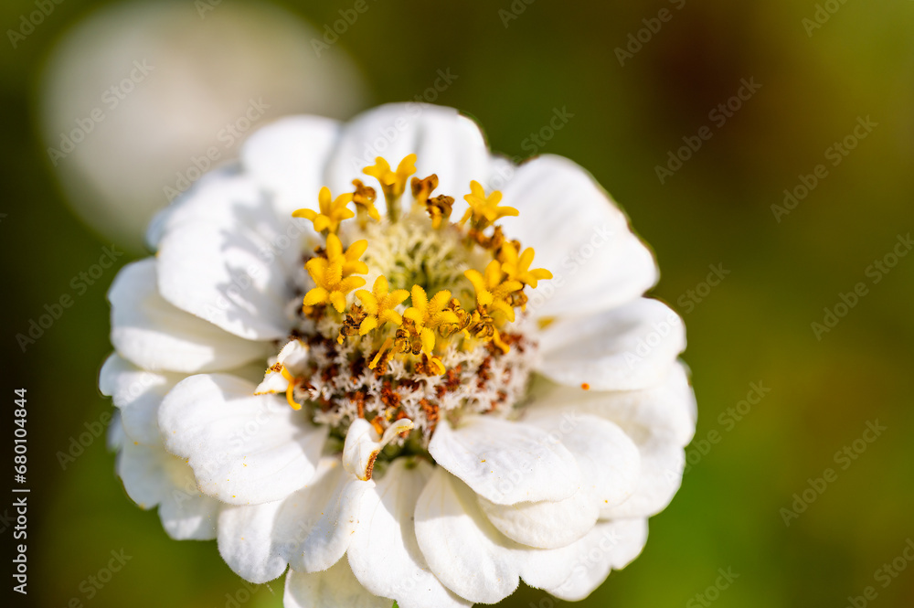 Obraz premium Flower with white petals and yellow pollen stalks.