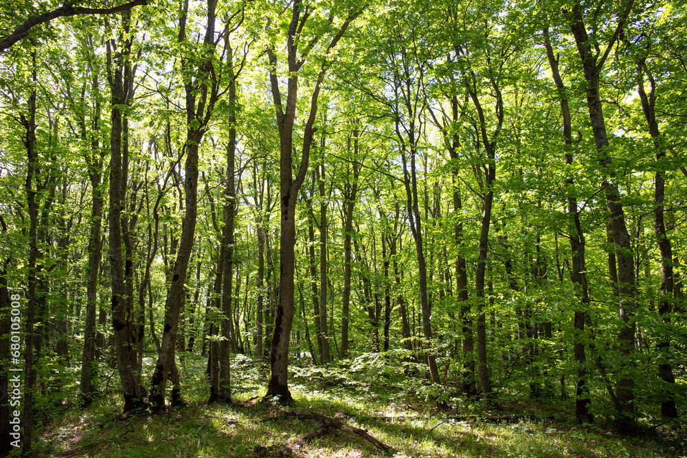 Obraz premium Beautiful green spring forest.