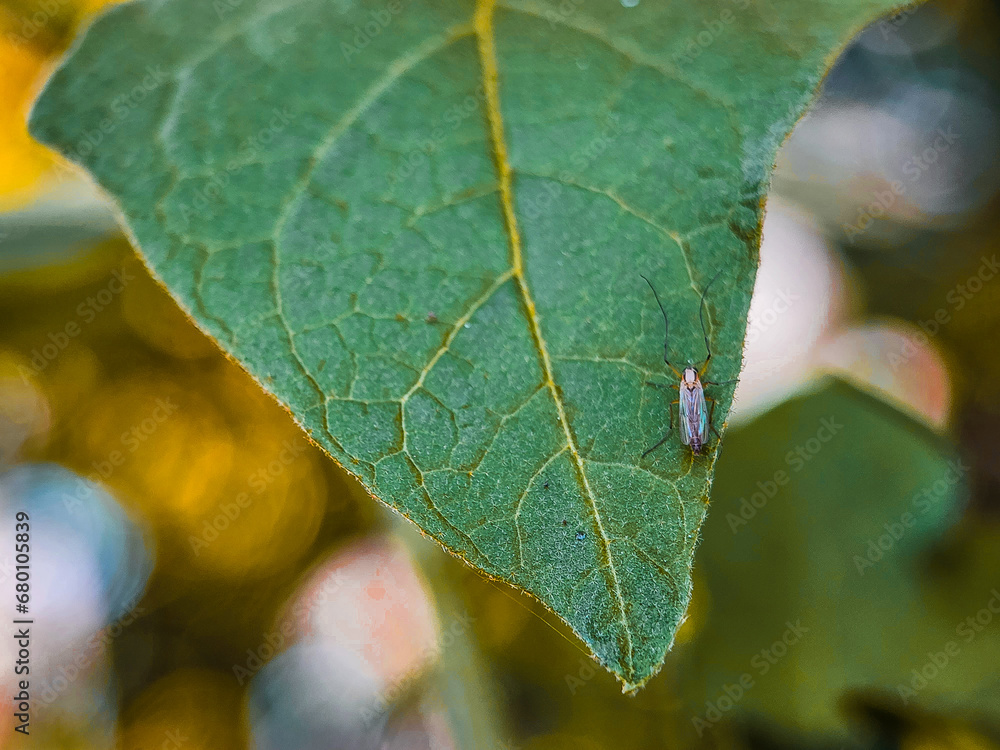 leaf, water, nature, drop, plant, dew, grass, macro, rain, leaves, drops, spring, wet, garden, flower, summer, close-up, droplet, green, morning, flora, environment, fresh, closeup, reflection leaf, water, nature, drop, plant, dew, grass, macro, rain, leaves, drops, spring, wet, garden, flower, summer, close-up, droplet, green, morning, flora, environment, fresh, closeup, reflection