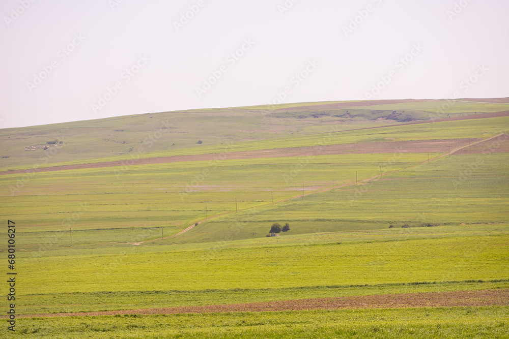Green field with trees. Green field with trees.