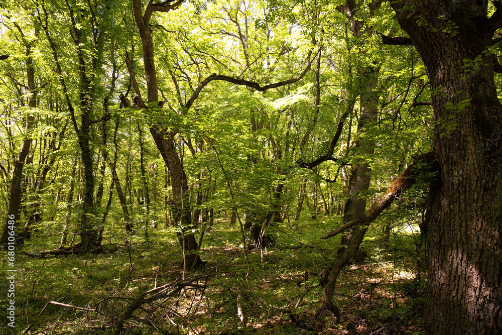 Obraz premium Beautiful green spring forest.