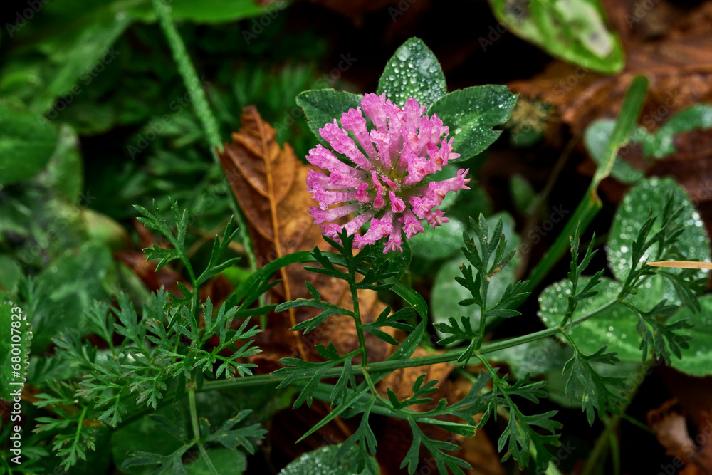 Red clover Red clover