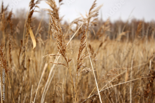 Spikelets of dry reed in autumn