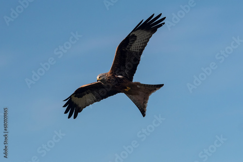 Red kite    Rotmilan  Milvus milvus 