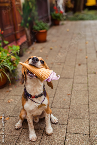 Canvas Print Beagle dog with ice cream in its mouth in summer