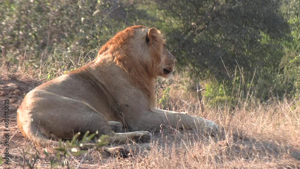 Young male lion profile side view laying down on dirt slope, blurred background Young male lion profile side view laying down on dirt slope, blurred background