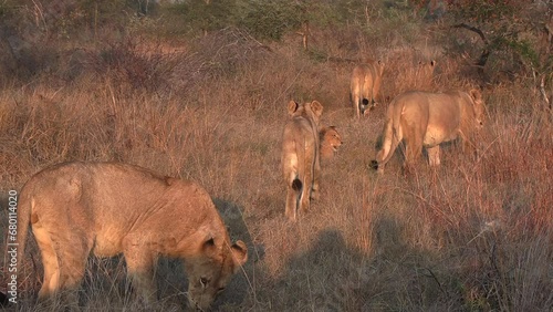 A pride of lions moving together through the dry grass under the orange glow of the African sun. photo