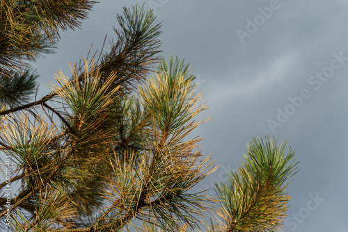 Pine with yellowed needles from the disease. Diseased needles Austrian pine  Pinus    Nigra     or black pine. Dry needle  rust on needles  but possibly effect of parasites or     rpotrichia disease.