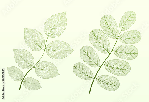 Leaf vein vector texture isolated transparent autumn black detail botanical vein leaf organic