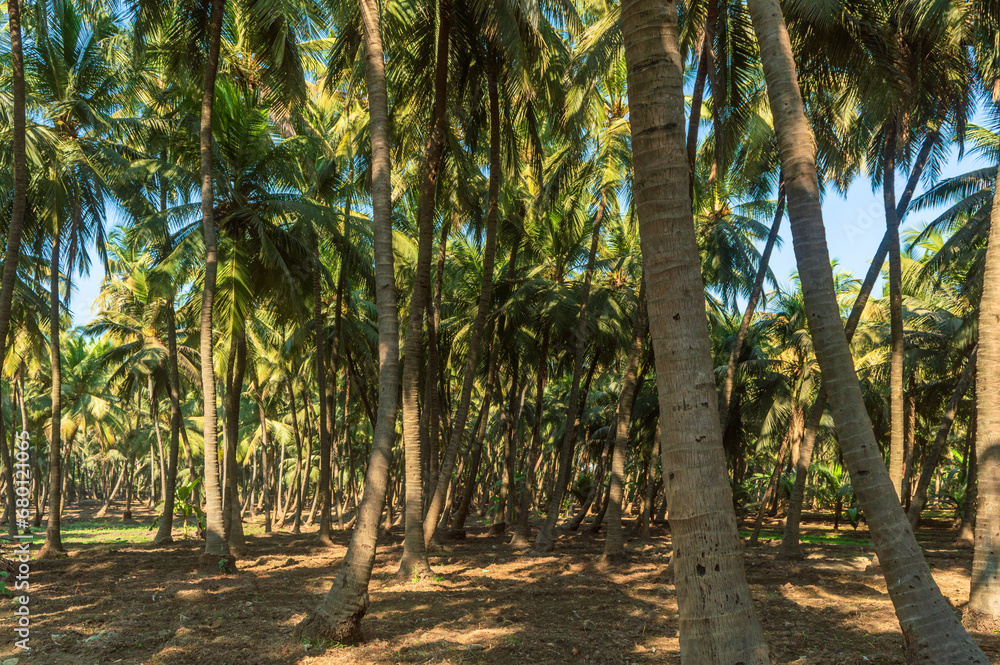 Obraz premium coconut trees in Madhavpura, Gujarat, India.