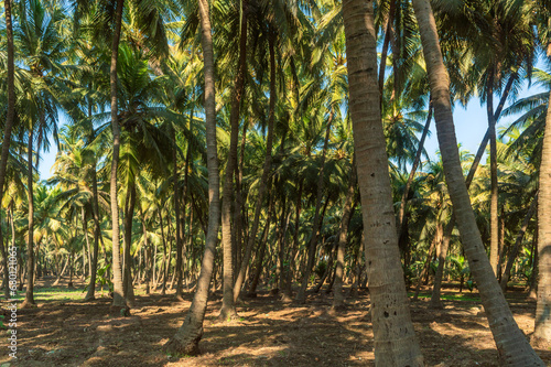 coconut trees in Madhavpura, Gujarat, India.