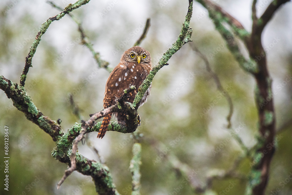 Ferruginous Pygmy owl, Glaucidium brasilianum, Calden forest, La Pampa Province, Patagonia, Argentina.