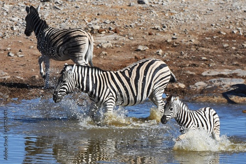 Steppenzebras  Equus quagga  am Wasserloch Halali im Etoscha Nationalpark in Namibia. 