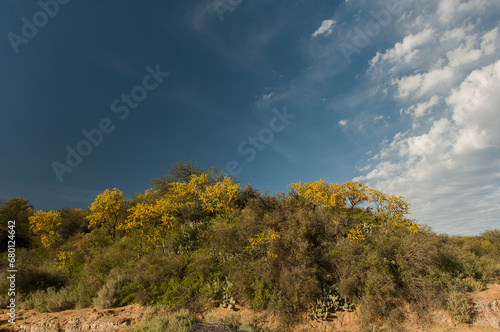 Chañar tree in Calden forest, bloomed in spring,La Pampa,Argentina