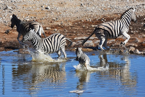 Steppenzebras  Equus quagga  am Wasserloch Halali im Etoscha Nationalpark in Namibia. 