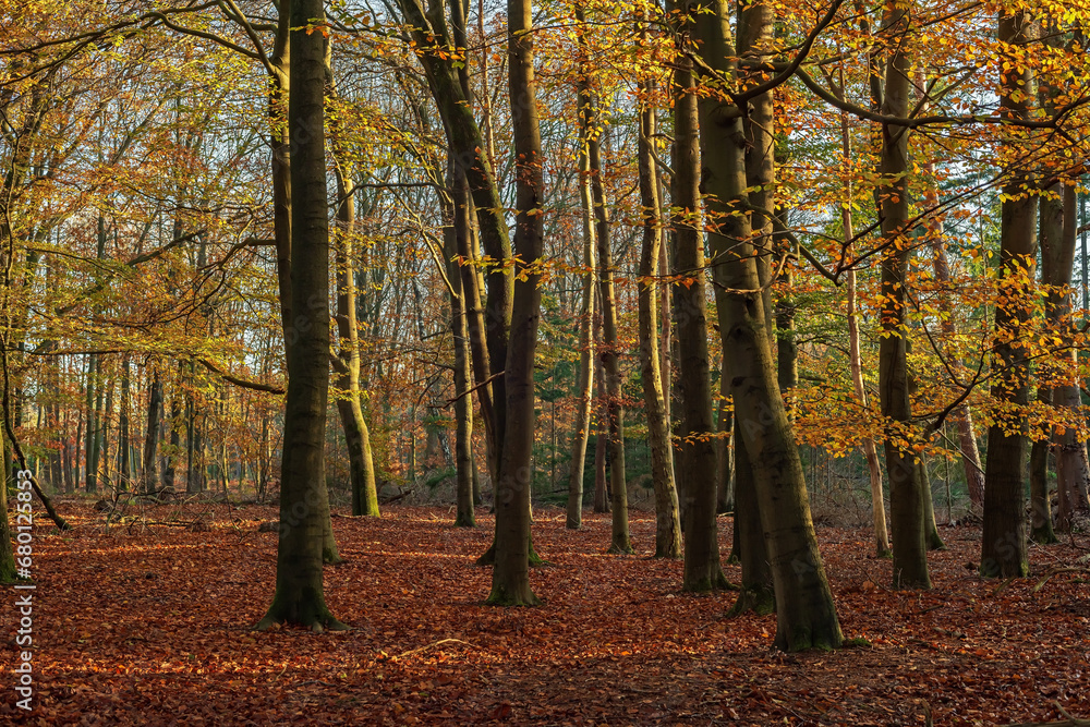 Fototapeta premium Autumn forest with deciduous trees and ground covered in leaves on a sunny day.