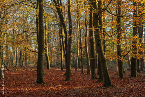 Autumn forest with deciduous trees and ground covered in leaves on a sunny day.