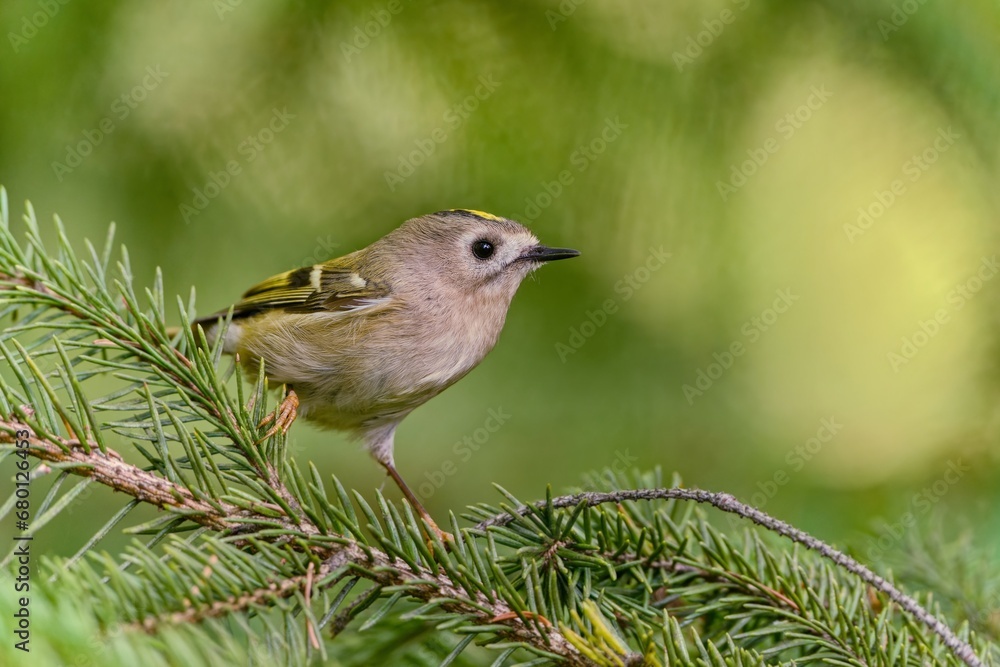A cute goldcrest sitting on the spruce twig. Regulus regulus. Wildlife scene with smallest european bird. A cute goldcrest sitting on the spruce twig. Regulus regulus. Wildlife scene with smallest european bird.