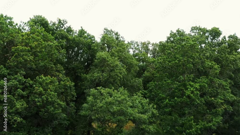 Flying just above the crowns of green trees. Aerial done shot - close up. Discovering the endless forest. Fresh and healthy air. Flying just above the crowns of green trees. Aerial done shot - close up. Discovering the endless forest. Fresh and healthy air.