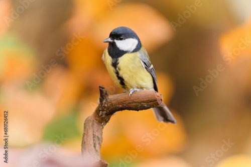 beautiful great tit sitting on the branch. Autumn scene with a titmouse. Parus major. 