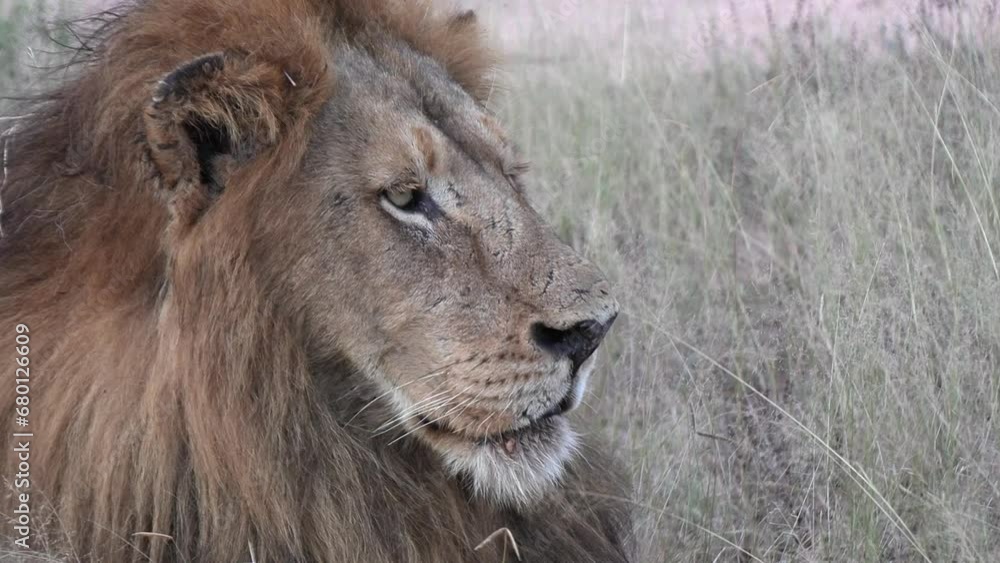Closeup of male lion staring off into distance as wind blows tall grass Closeup of male lion staring off into distance as wind blows tall grass
