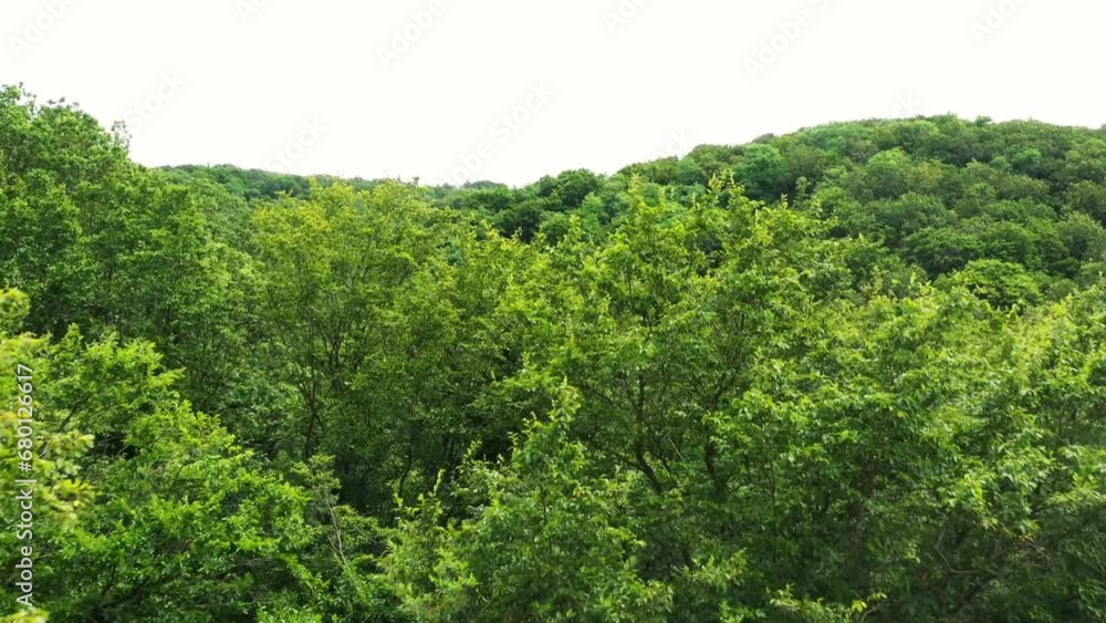 Flying close to crowns of huge green Trees. Aerial done shot - close up. Discovering the endless forest with Fresh and Healthy Air. Flying close to crowns of huge green Trees. Aerial done shot - close up. Discovering the endless forest with Fresh and Healthy Air.