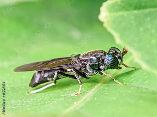 Black wasp on green leaf. Close-up view. © Indriyan Saputra