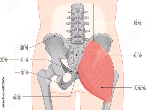 大殿筋、gluteus maximus、股関節、大腿骨、骨盤、筋肉、イラスト、illustration