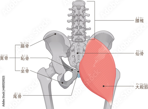 大殿筋、gluteus maximus、股関節、大腿骨、骨盤、筋肉、イラスト、illustration