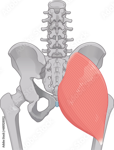 大殿筋、gluteus maximus、股関節、大腿骨、骨盤、筋肉、イラスト、illustration