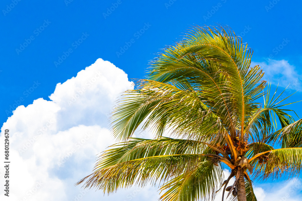 Fototapeta premium Tropical natural palm tree palms blue sky in Mexico.