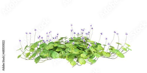 3d illustration of Viola Banksii bush isolated on transparent background