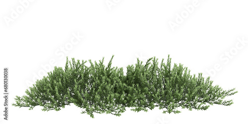 3d illustration of Myoporum Parvifolium bush isolated on transparent background photo