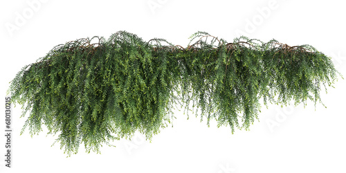 3d illustration of Phyllanthus Cochinchinensis hanging isolated on transparent background photo